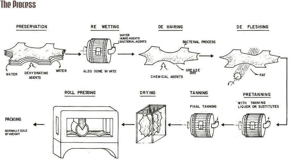 Vegetable Tanning Hide Details